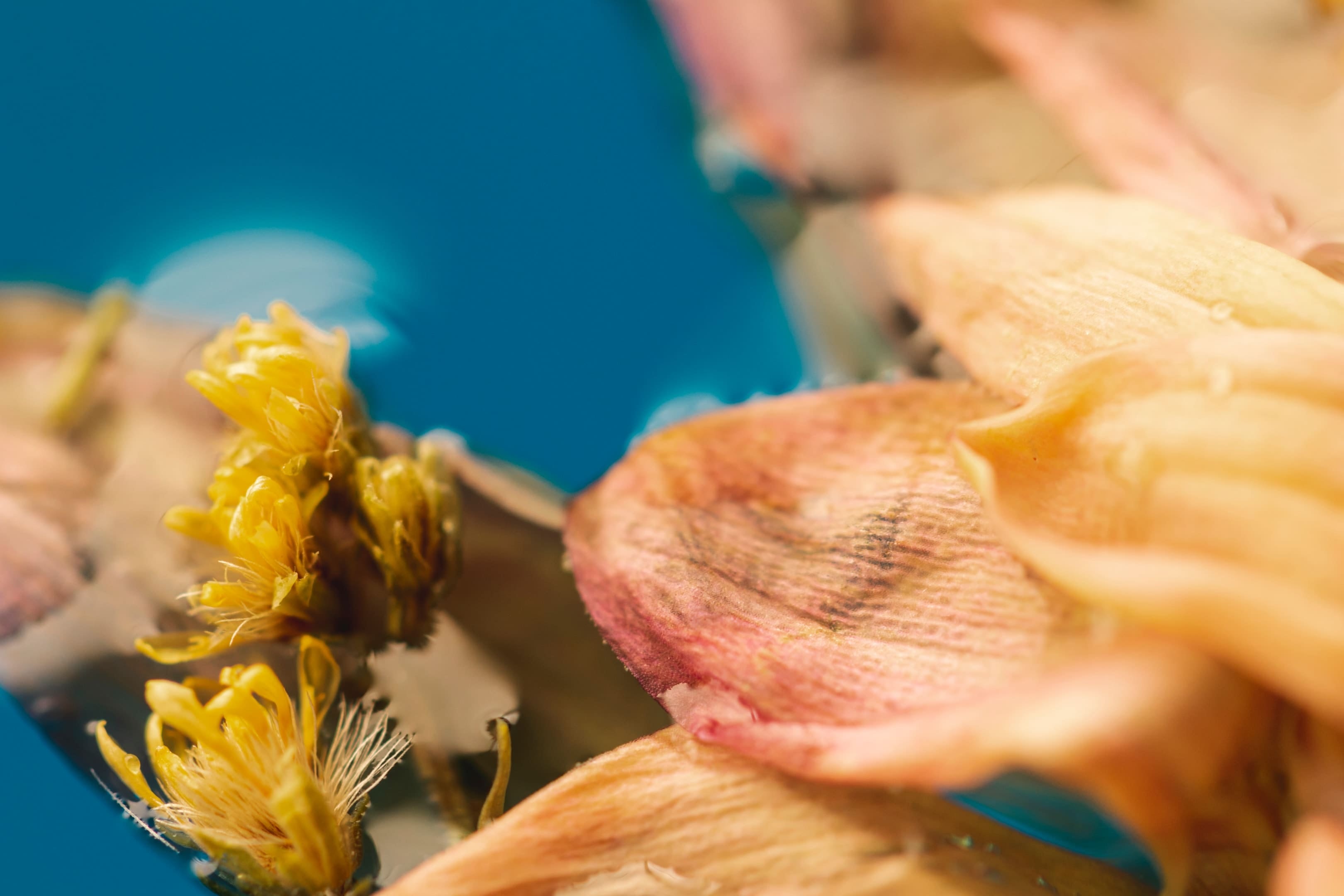 Extreme close-up flowers in blue water