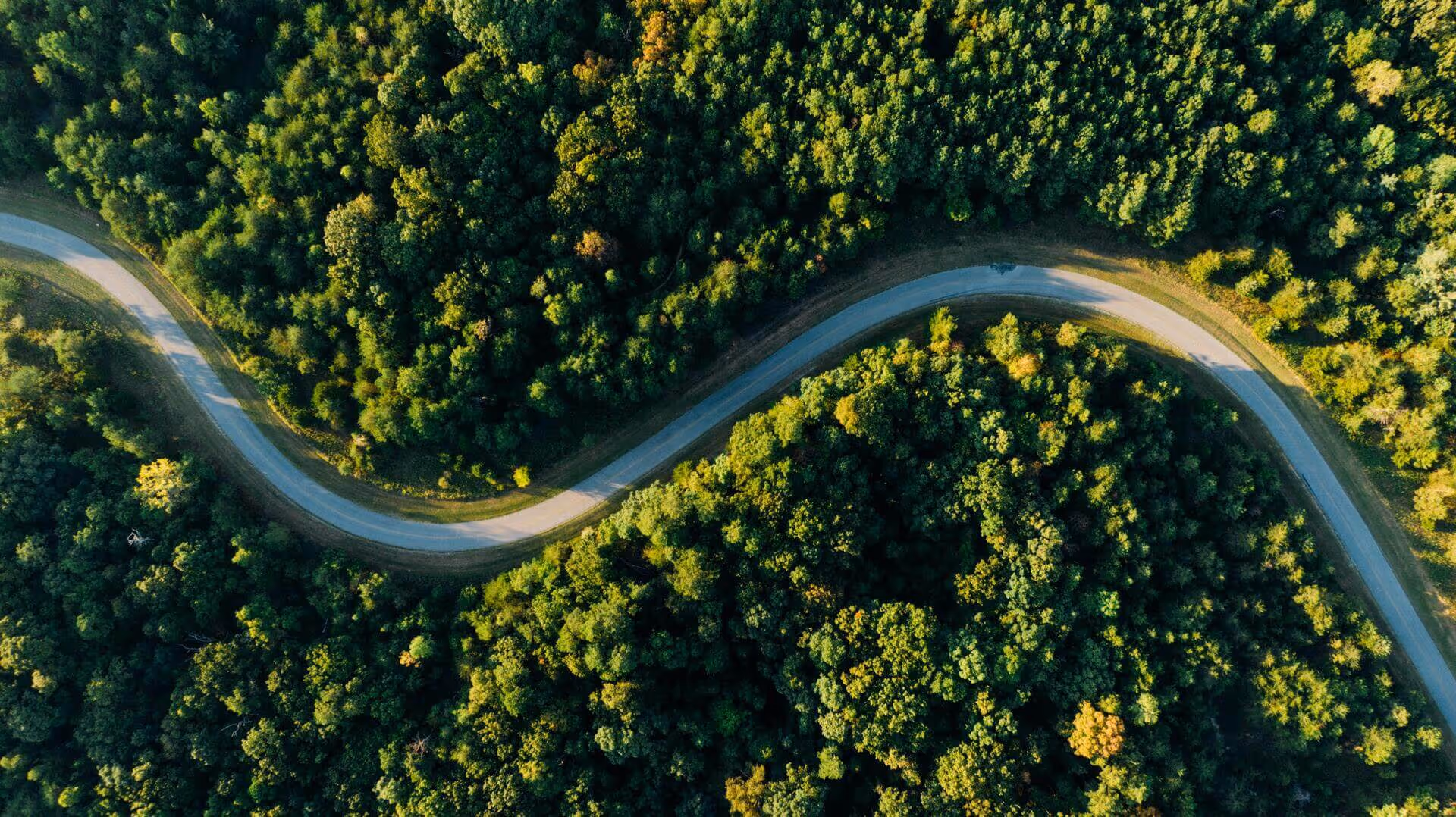 Twisty forest road