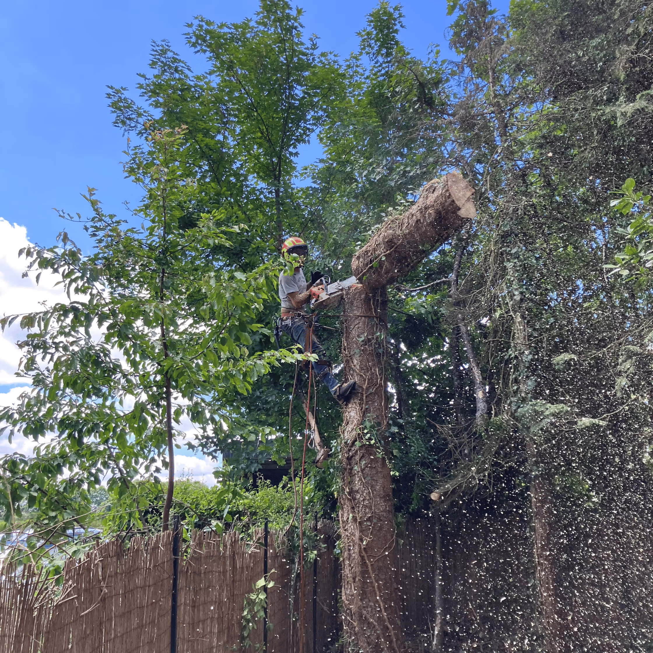 Photo Abattage  sudvert