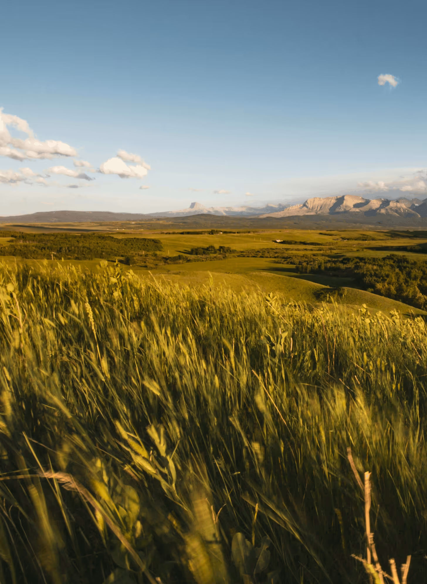 Sunlit green grass field with distant mountains under a clear blue sky with scattered clouds.