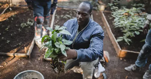 A man kneels in a garden bed, holding a leafy green plant with exposed roots. He is wearing gloves and a blue jacket, and appears to be tending or transplanting the plant.