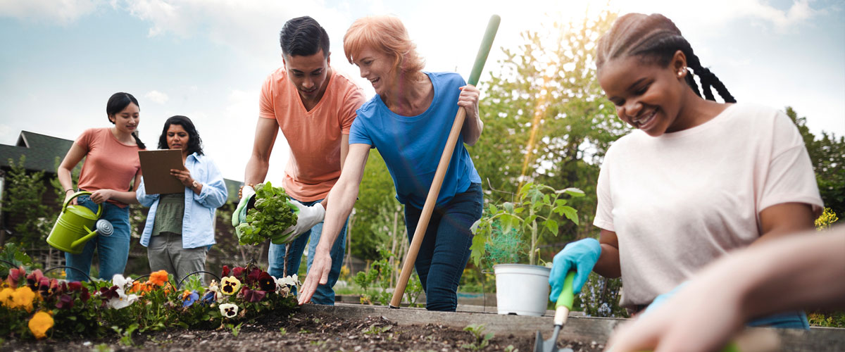 Group planting volunteering
