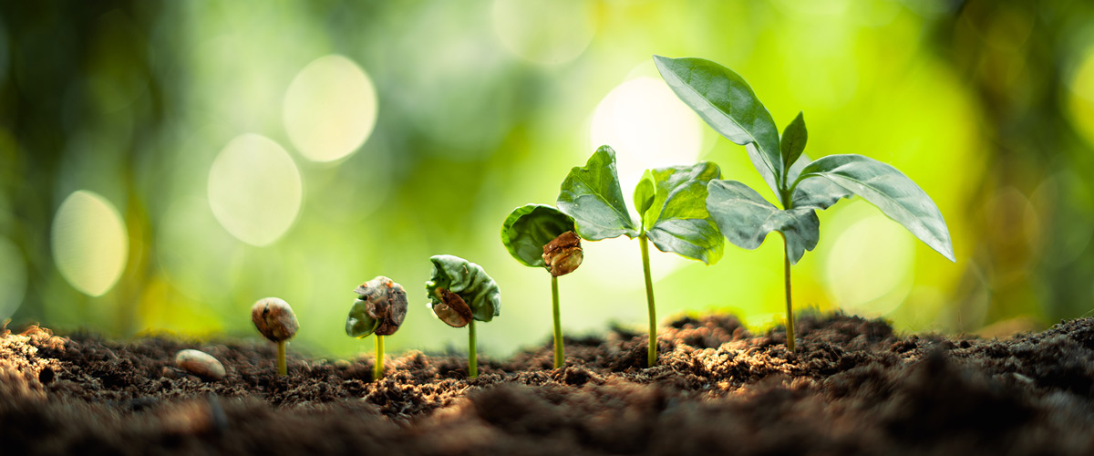 Natural seed and plants image representing growth 