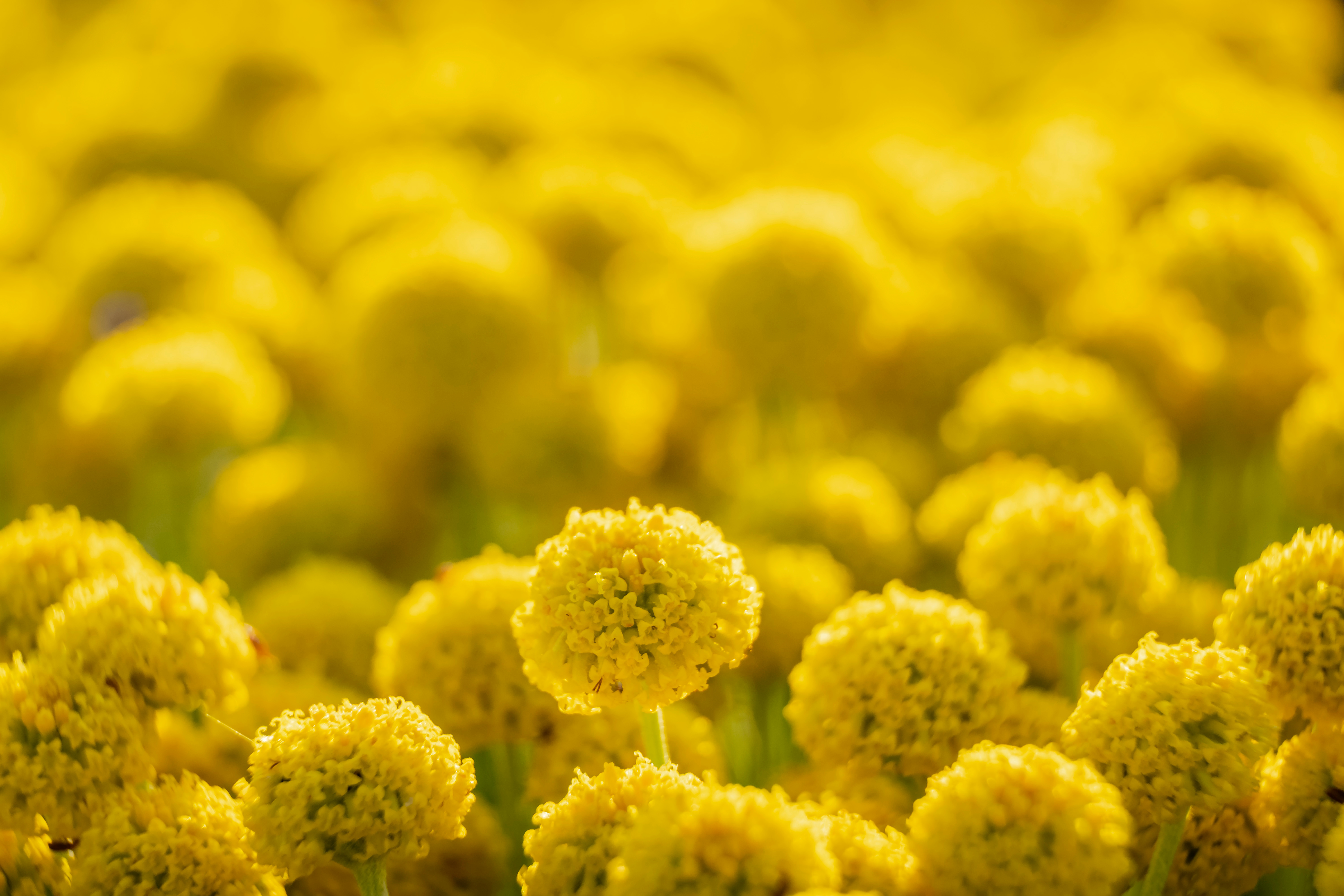 A field of flowers that can cause an allergy flare-up
