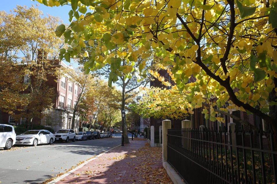 A quiet street with yellow-leaved trees, parked cars, and a brick sidewalk.