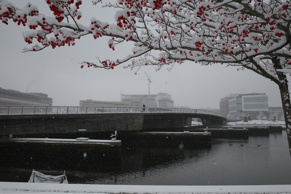 Snow falls over a river and low pedestrian bridge, framed by snow-covered branches with red berries