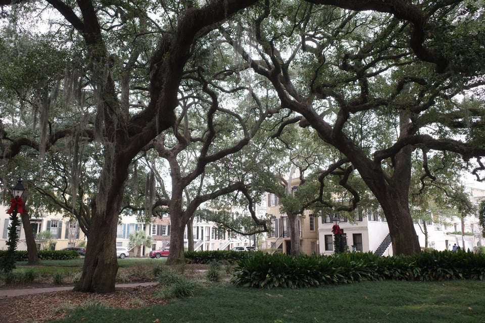 Shaded public square with large trees and historic homes in the background.