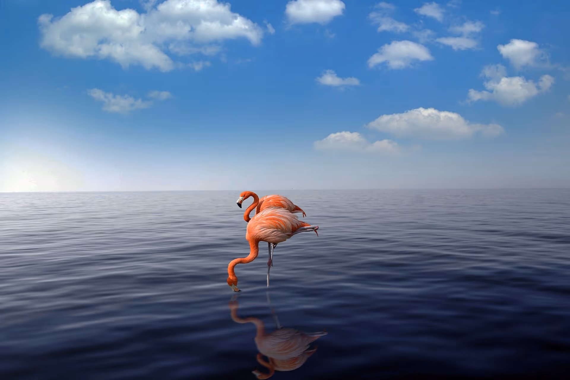 Picture of flamingos