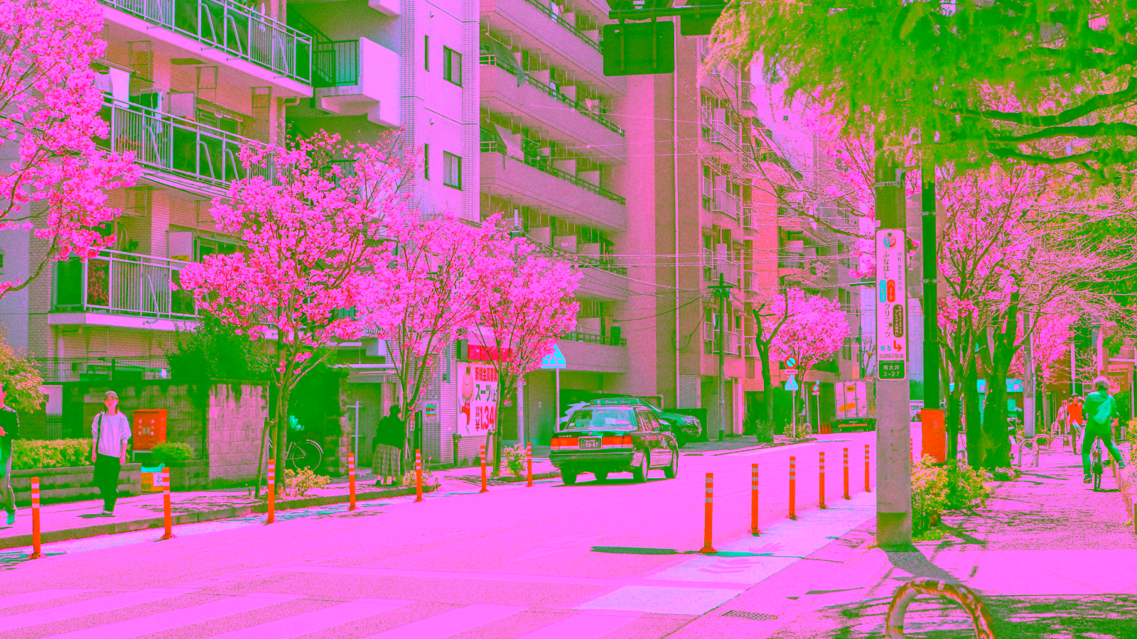 City street lined with pink blossom trees