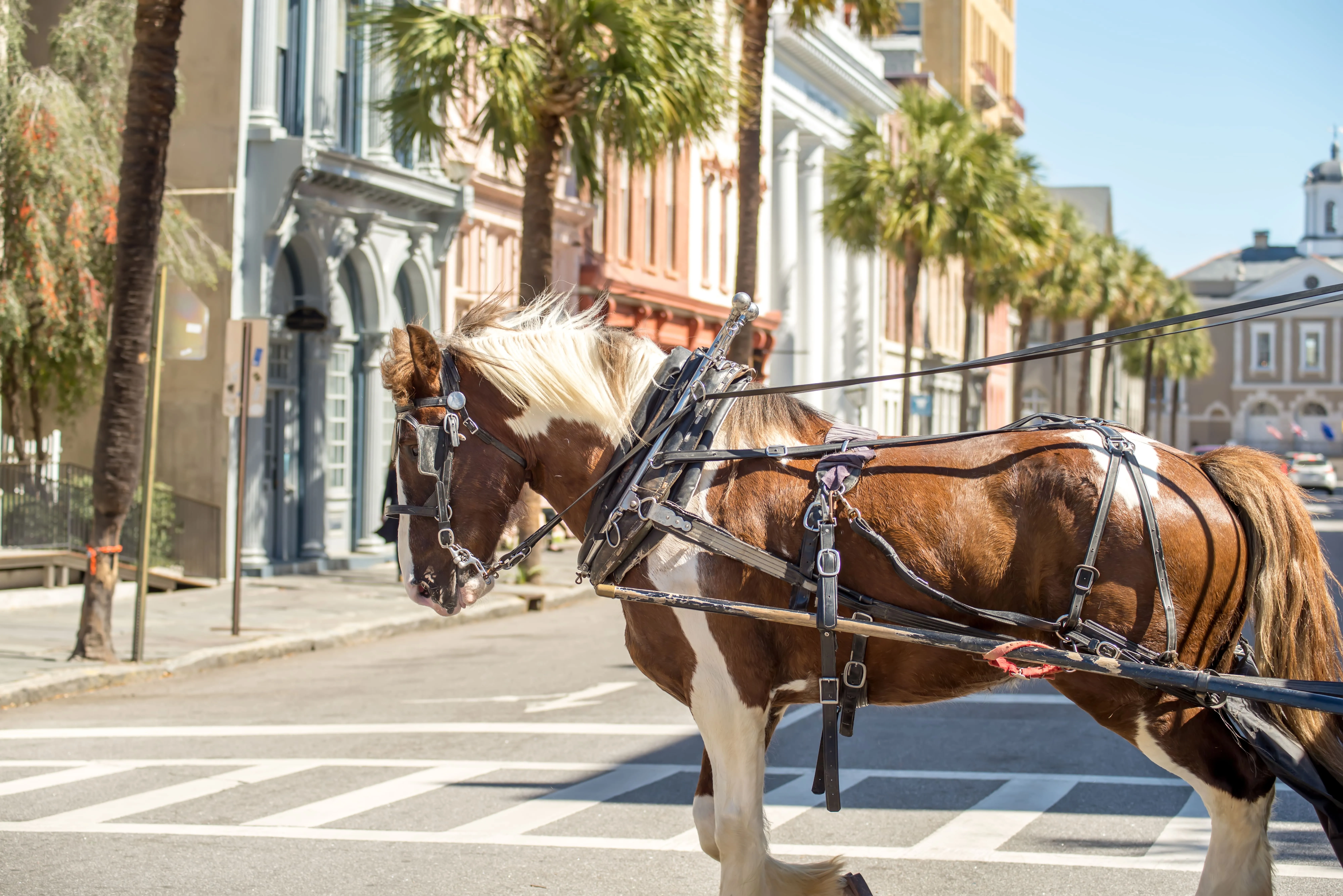 Explorabout charleston horse image