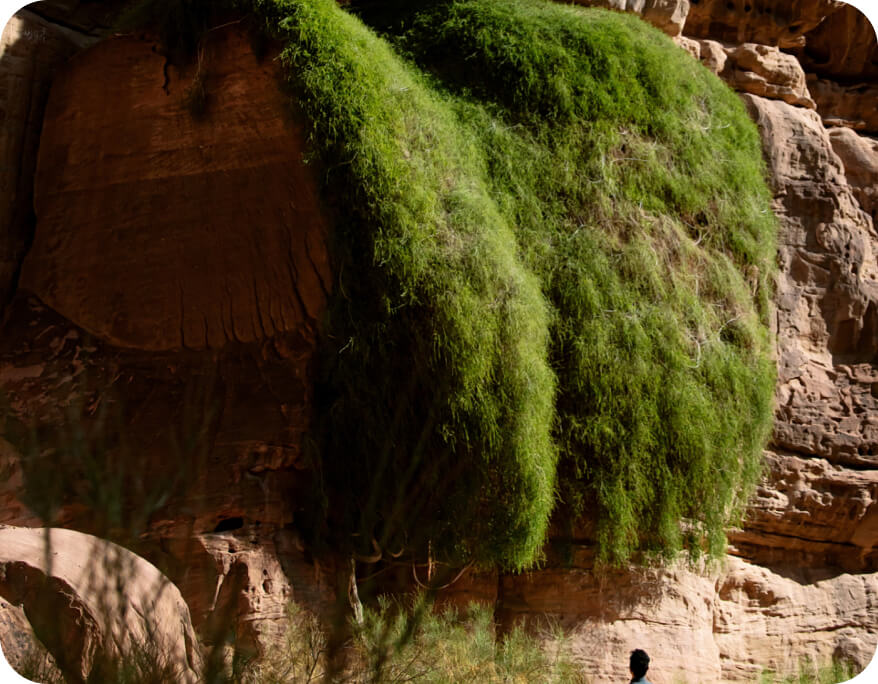 Oasis image