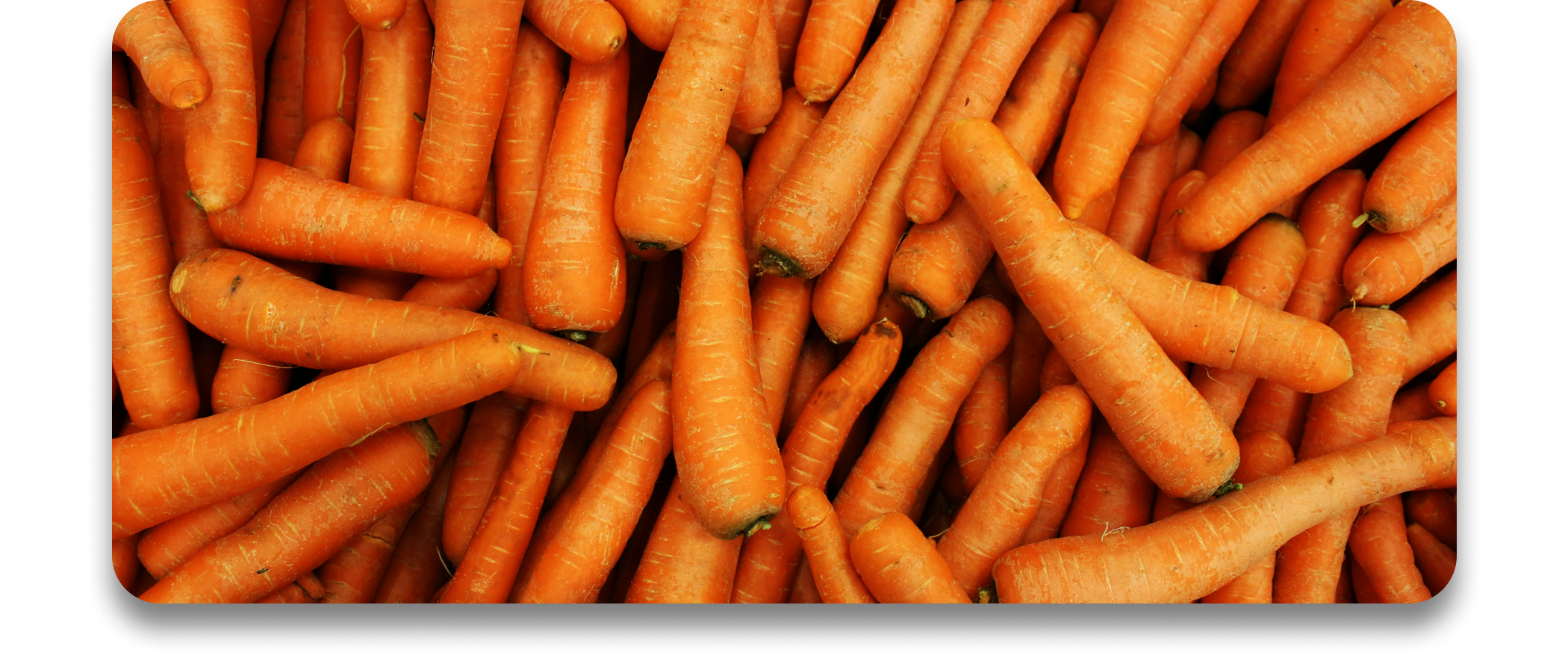 Pile of carrots