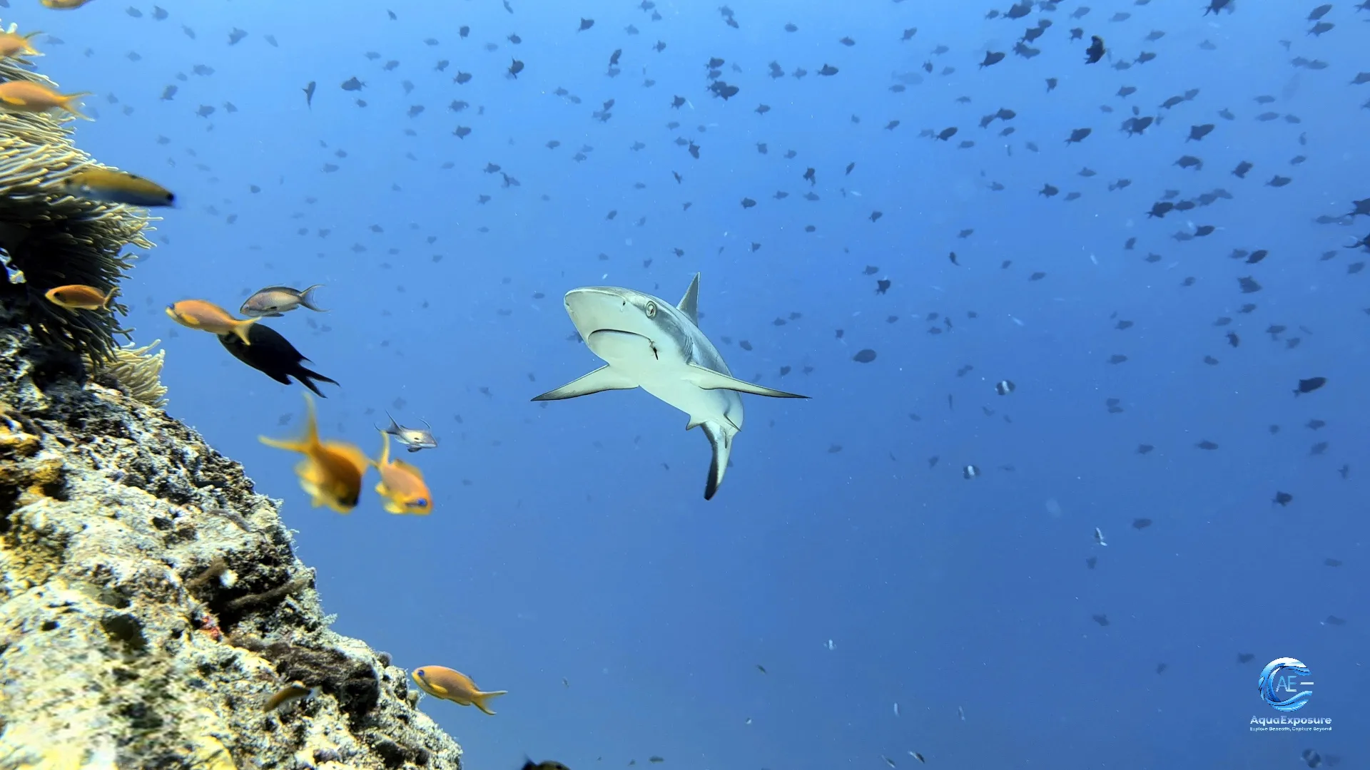 Photographie sous-marine d’un requin juvénile, prise en plongee, illustrant la formation AquaExposure en photographie et vidéo sous-marine éthique et en interactions respectueuses avec les animaux marins.