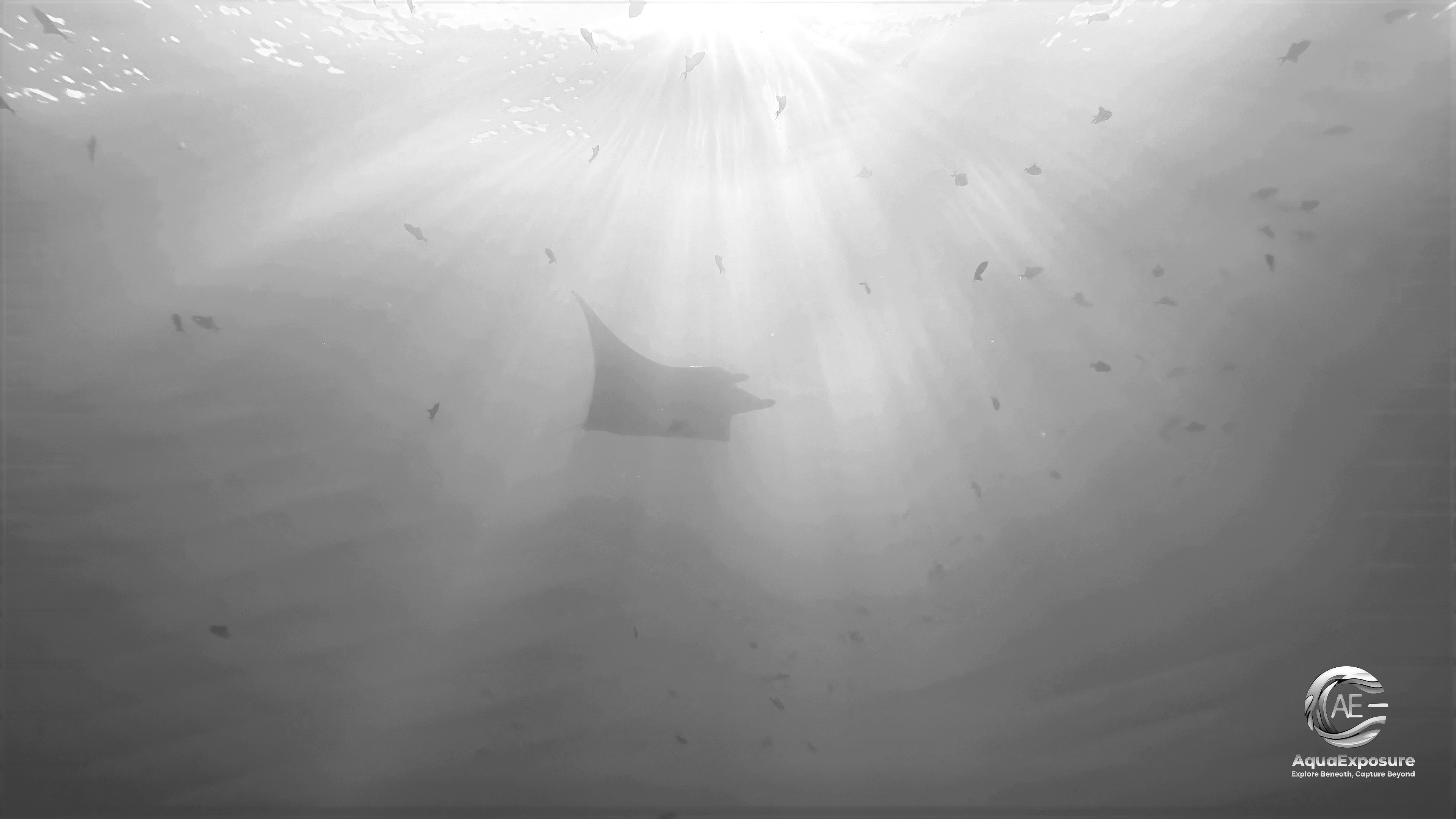 Photographie noir et blanc d’une raie manta aux Maldives, en contre-jour au lever du soleil, illustrant la formation AquaExposure en photographie et vidéo sous-marine éthique et en interactions respectueuses avec les animaux marins en plongee.