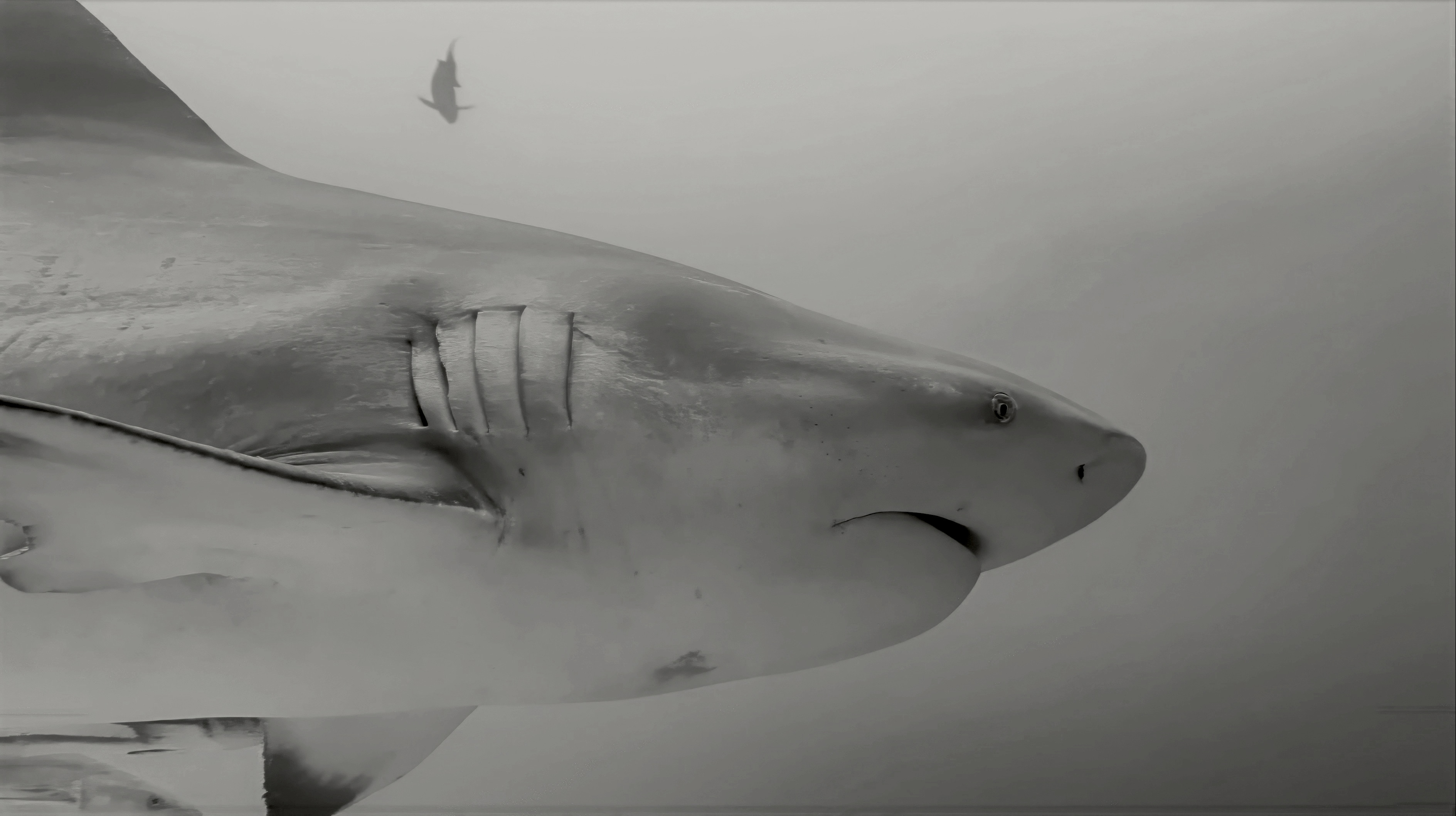 Photo Requin bouledogue, formation en photographie et vidéo sous marine et pour obtenir les meilleurs intéractions avec les animaux marins pour des plongées inoubliables