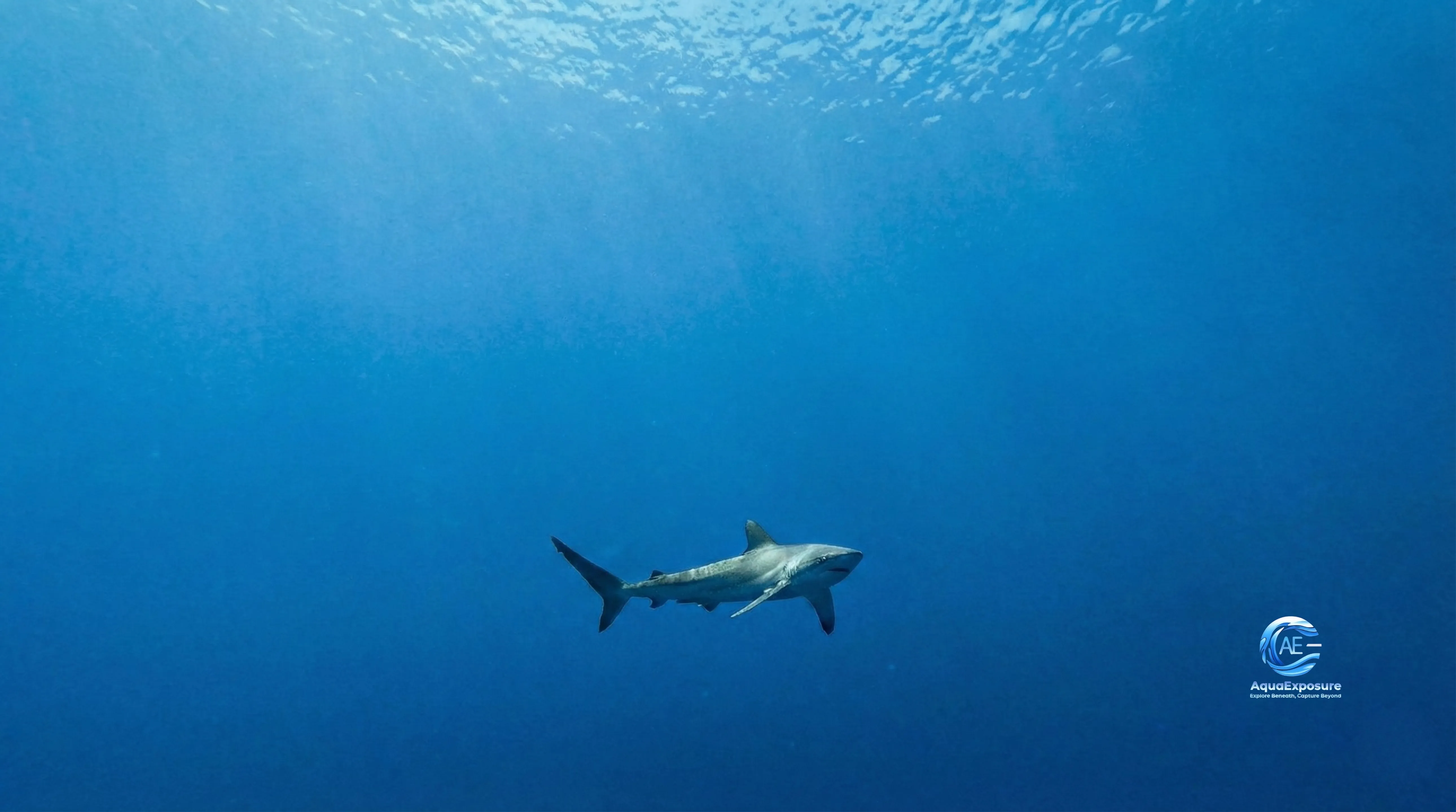 Requin soyeux aux Maldives, capté avec GoPro en lumière naturelle, sans éclairage : approche éthique et stable pour une image nette. Formation photographie sous marine