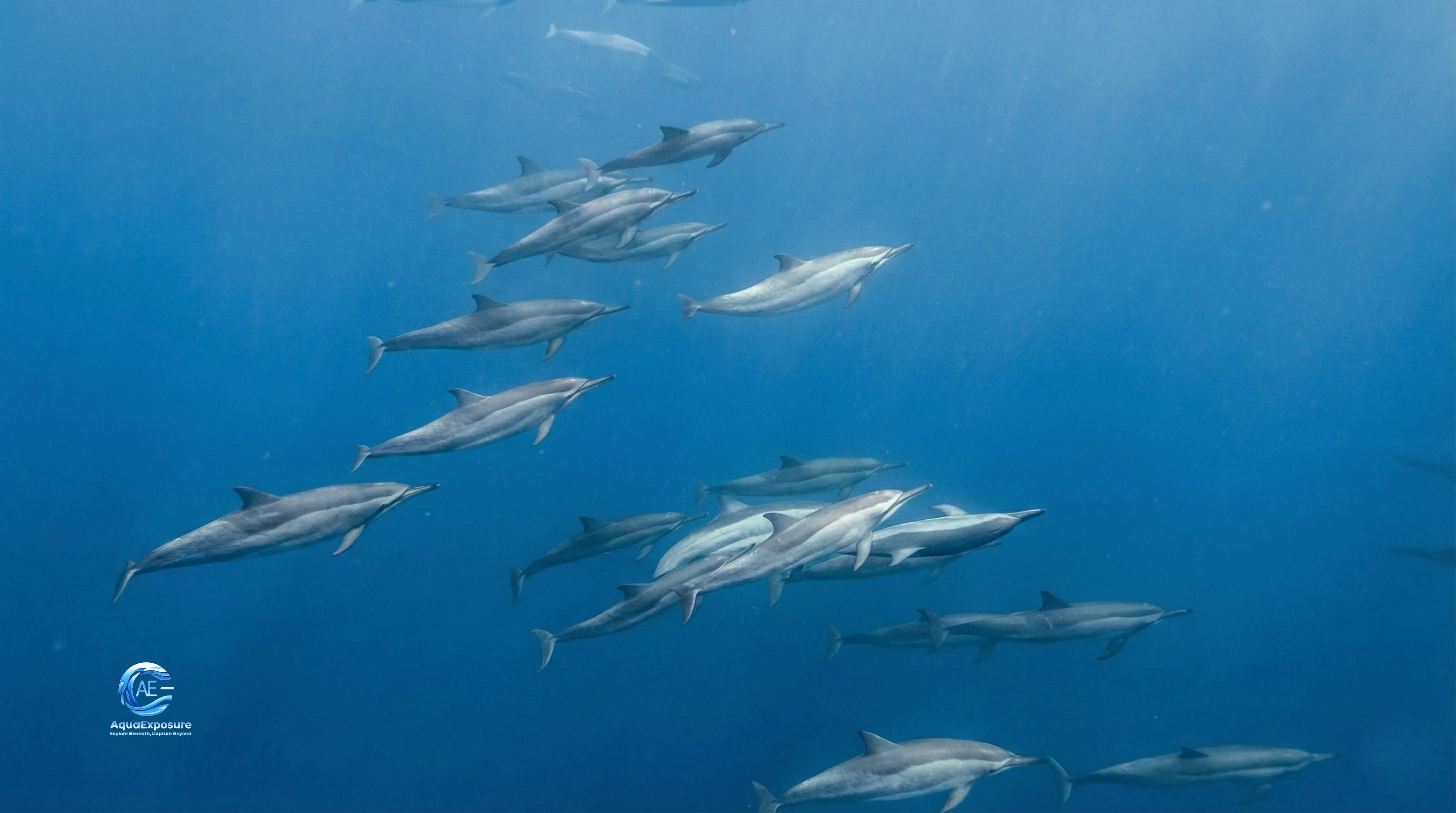 Groupe de dauphins nageant sous l'eau dans un océan bleu clair.