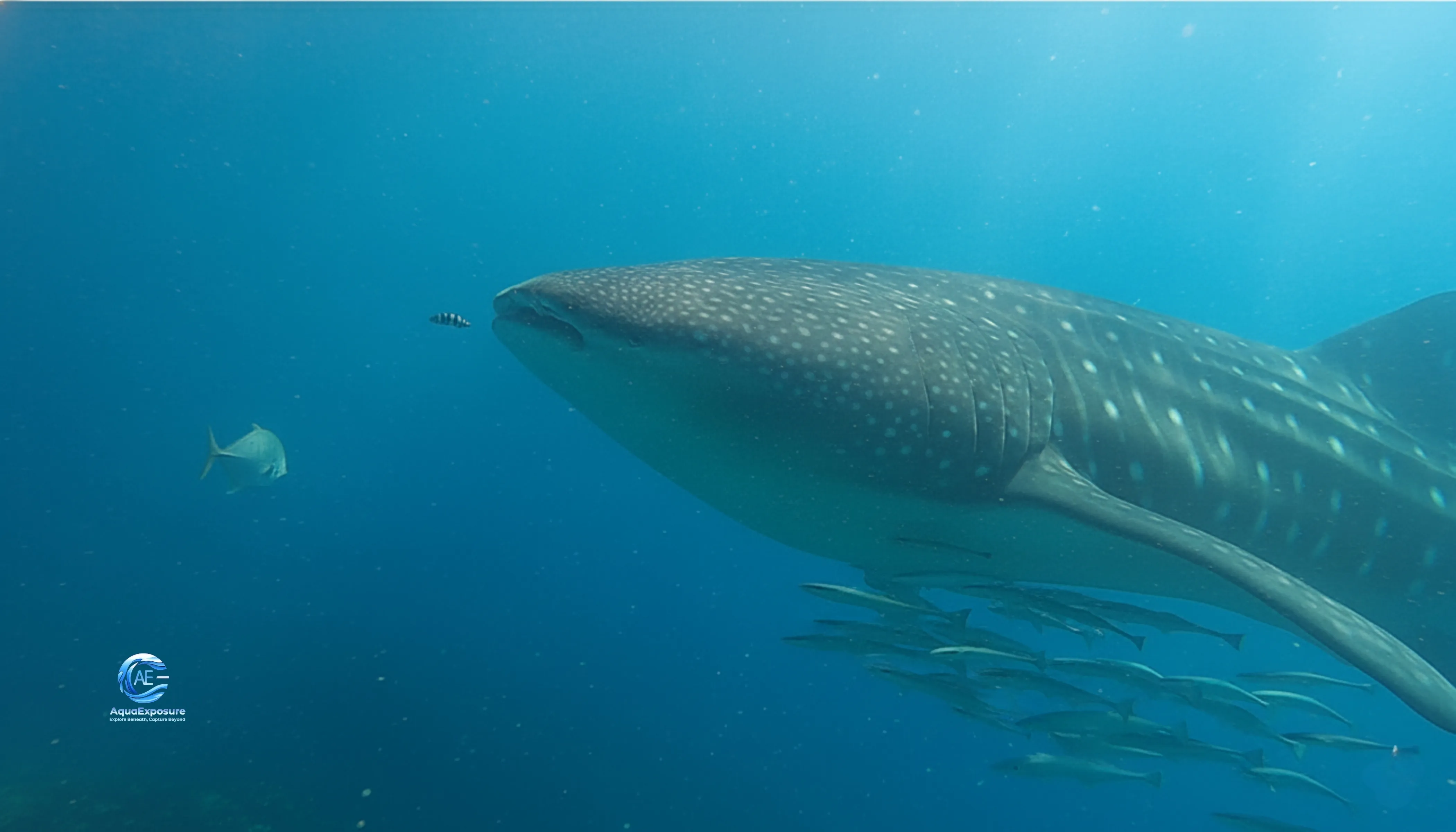 Requin-baleine nageant sous l'eau avec un banc de petits poissons à ses côtés.