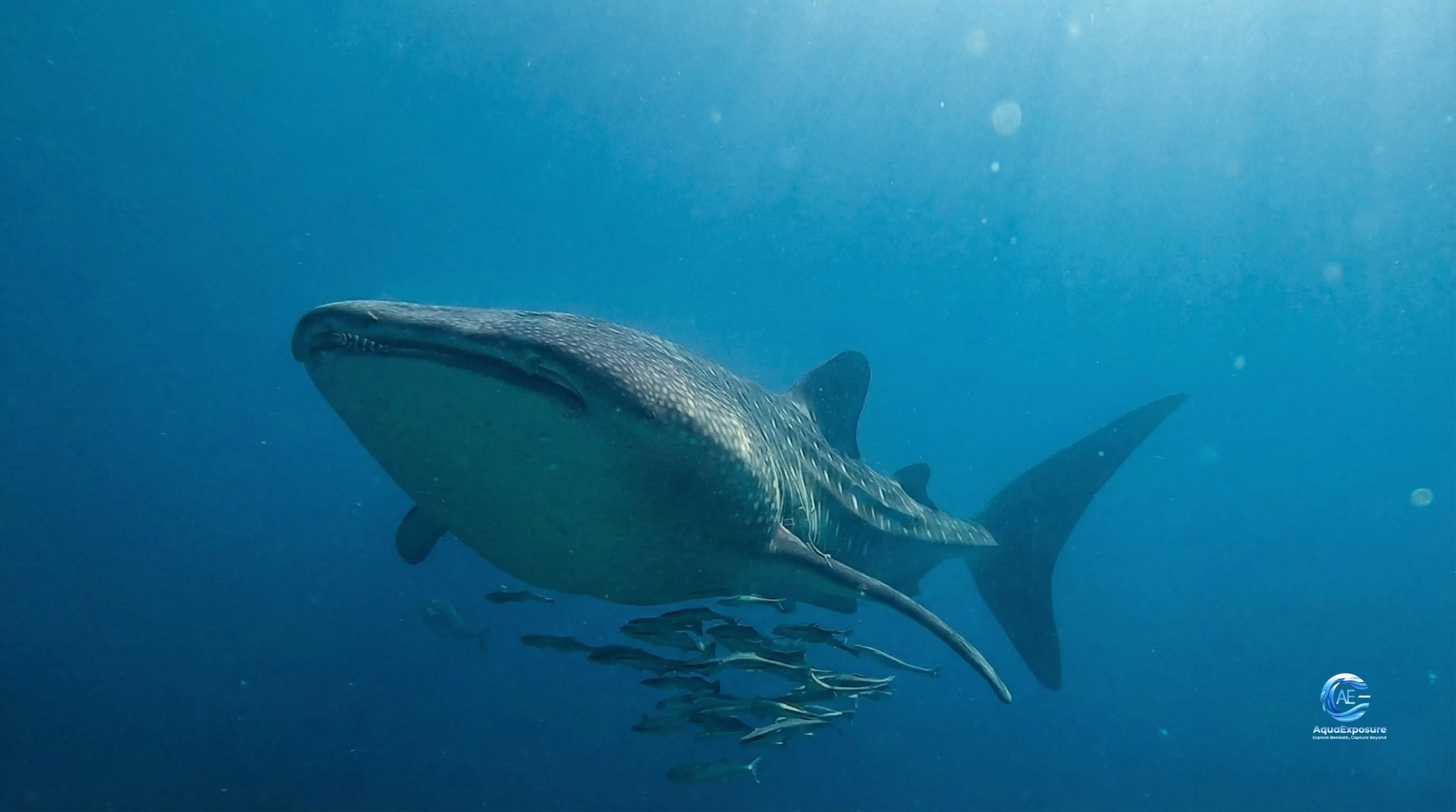 Un requin-baleine nage sous l'eau entouré d'un banc de poissons plus petits.