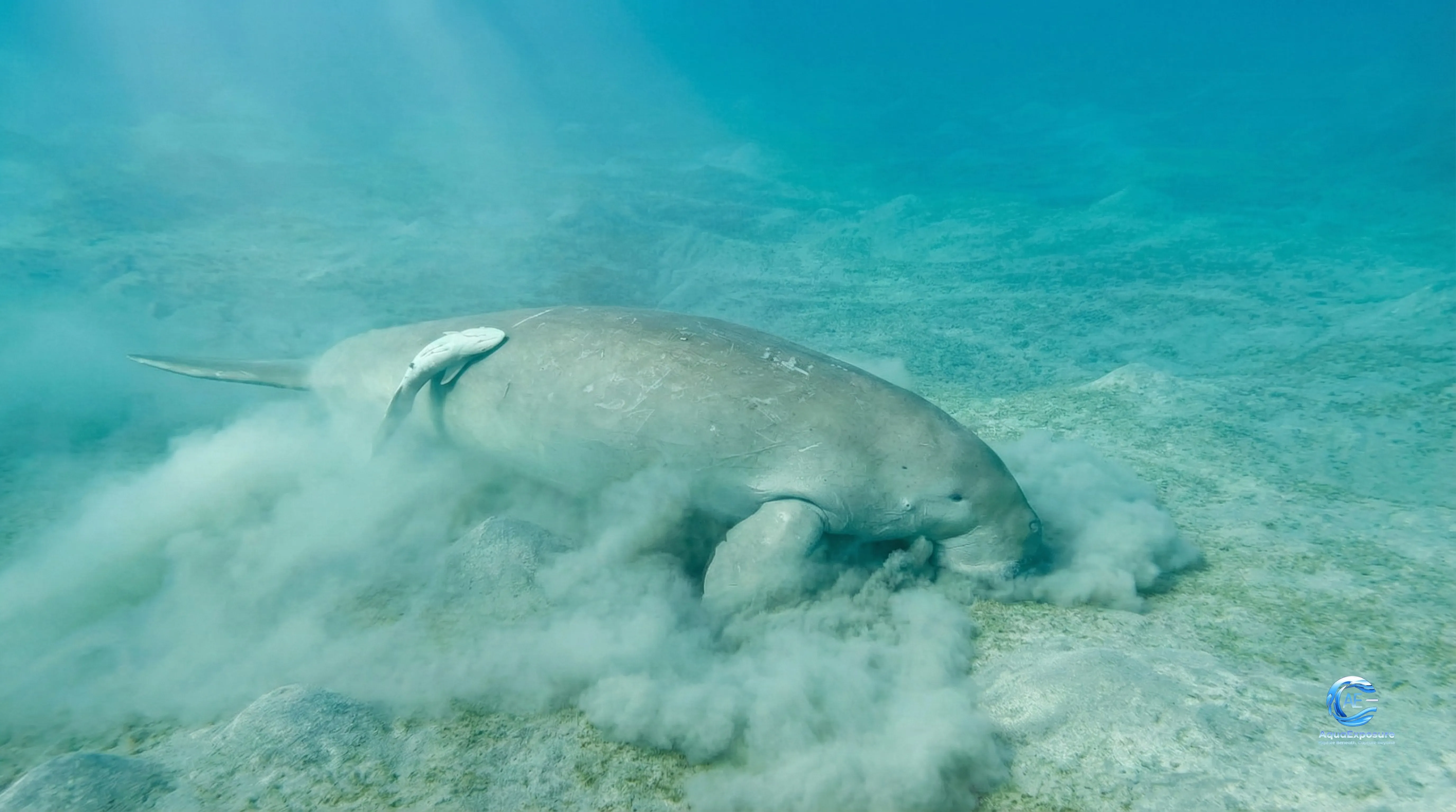Un dugong sous-marin fouillant le fond marin, soulevant un nuage de sédiments, avec un poisson nettoyeur accroché à son dos.
