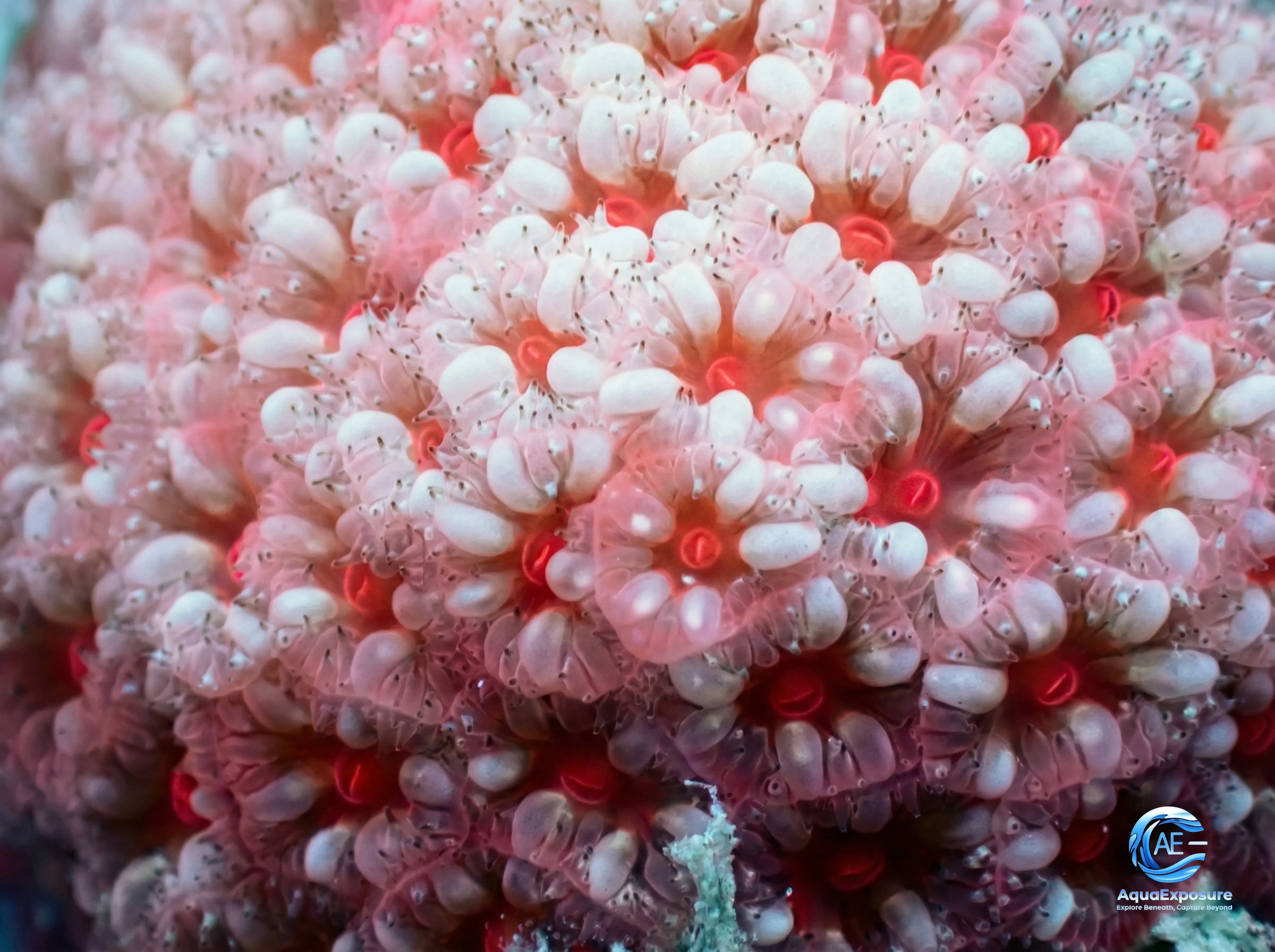 Gros plan de coraux rouges avec de petites formations translucides en forme de fleurs sous l'eau.