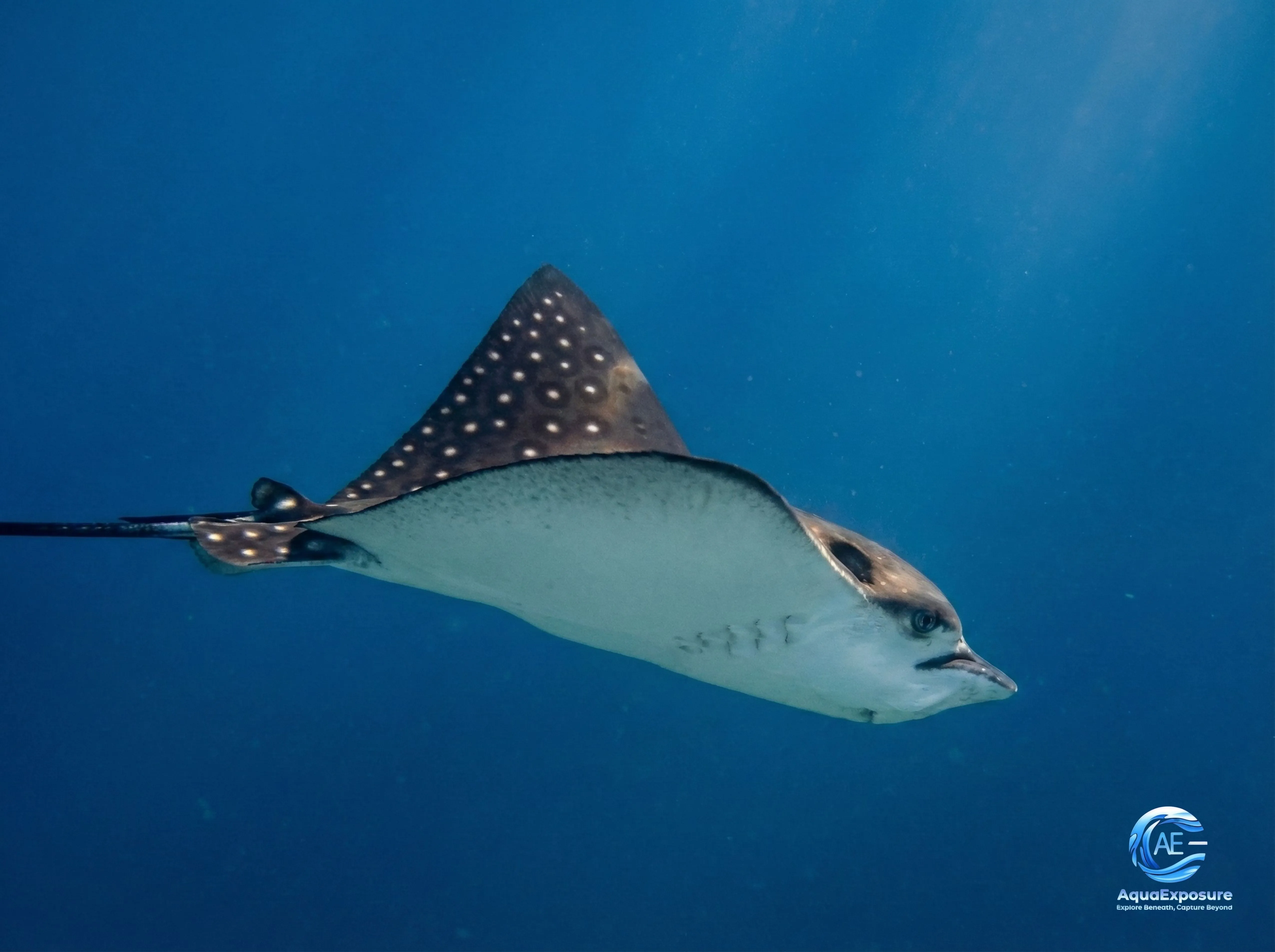 placeholder-image de la meilleure formation en photographie et vidéo sous marine et pour obtenir les meilleurs intéractions avec les animaux marins pour des plongées inoubliables