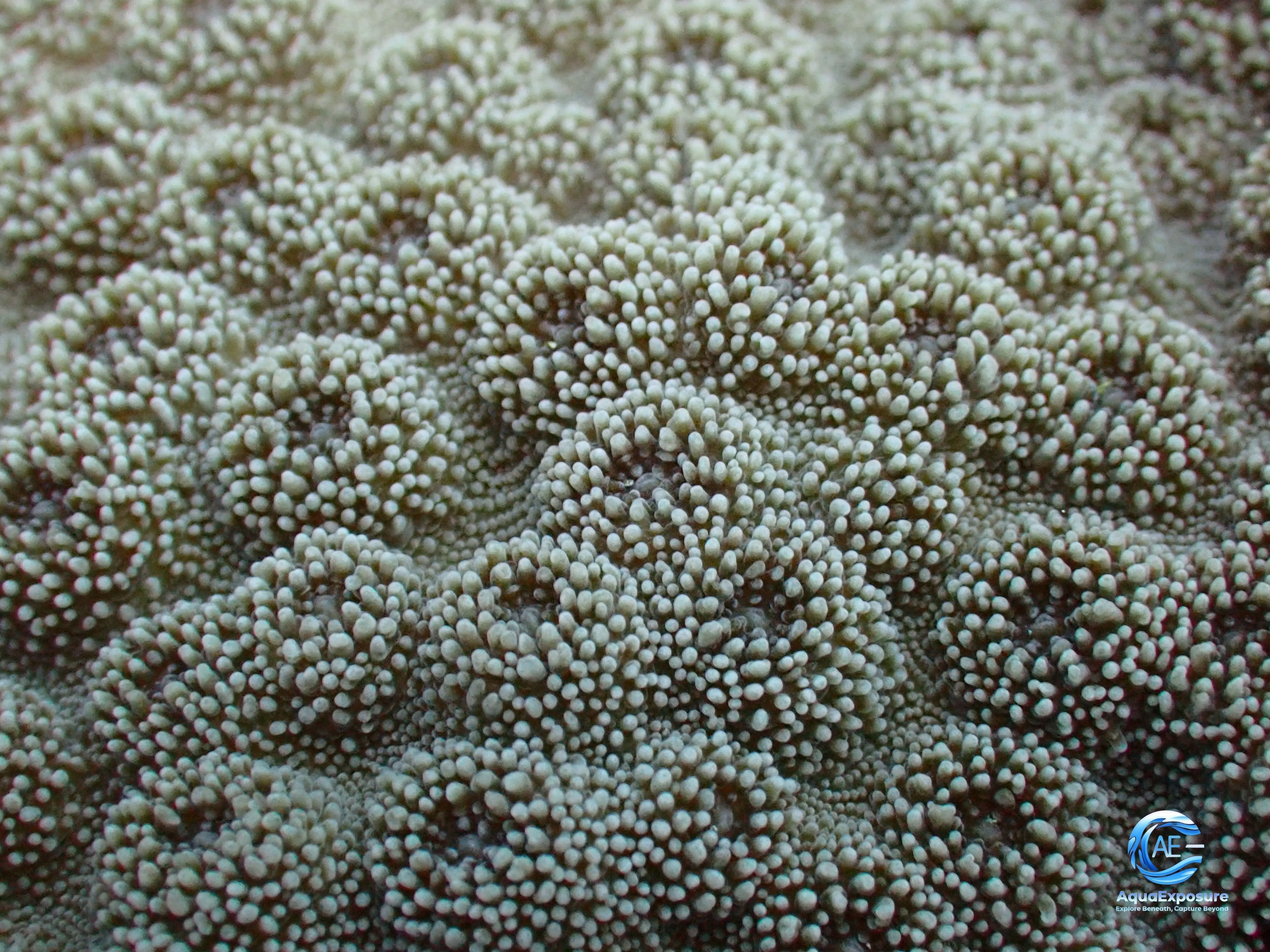 Gros plan sur la surface texturée d'un corail sous-marin avec de nombreuses petites protubérances blanches.