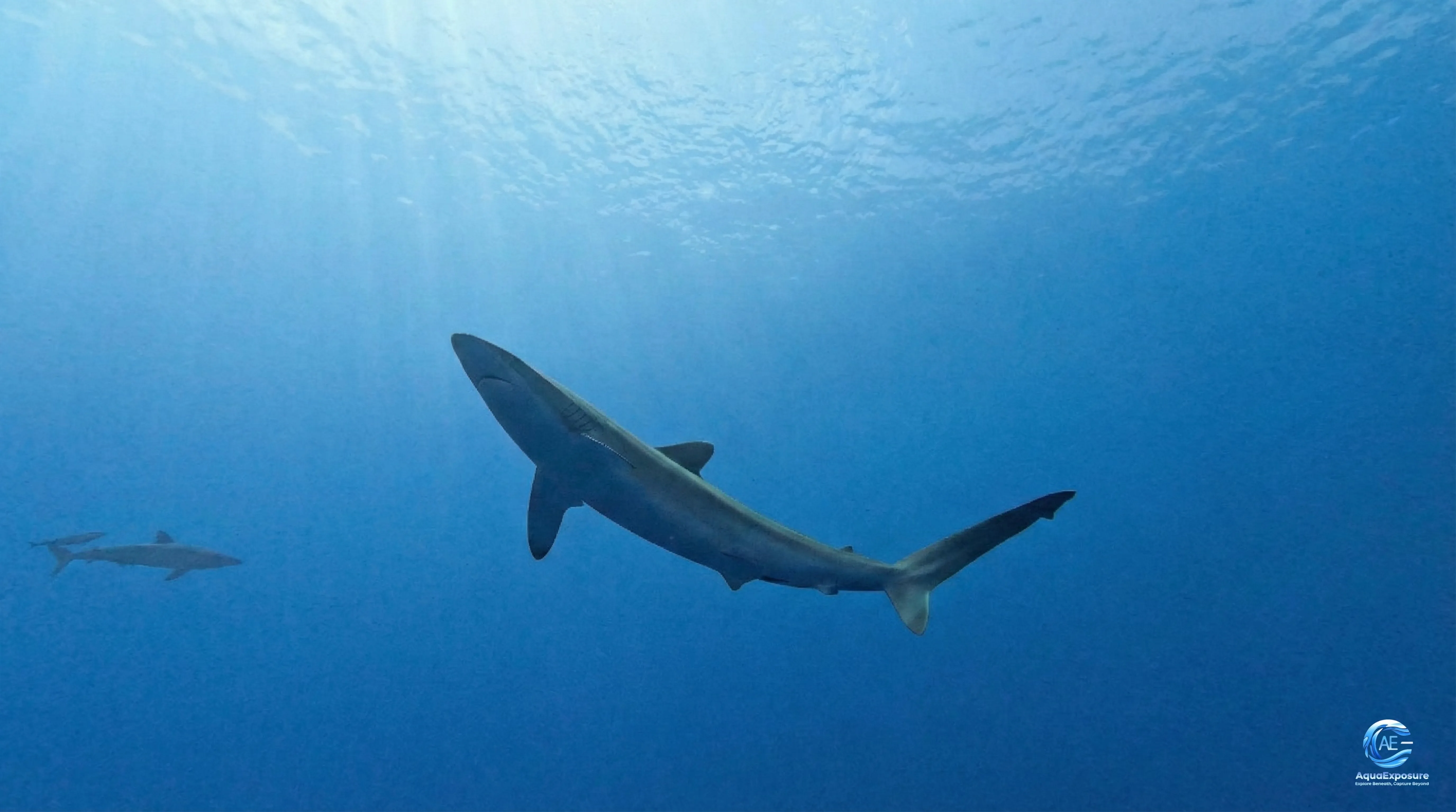Deux requins nageant sous l'eau dans un océan bleu profond avec la lumière du soleil filtrant à travers la surface.