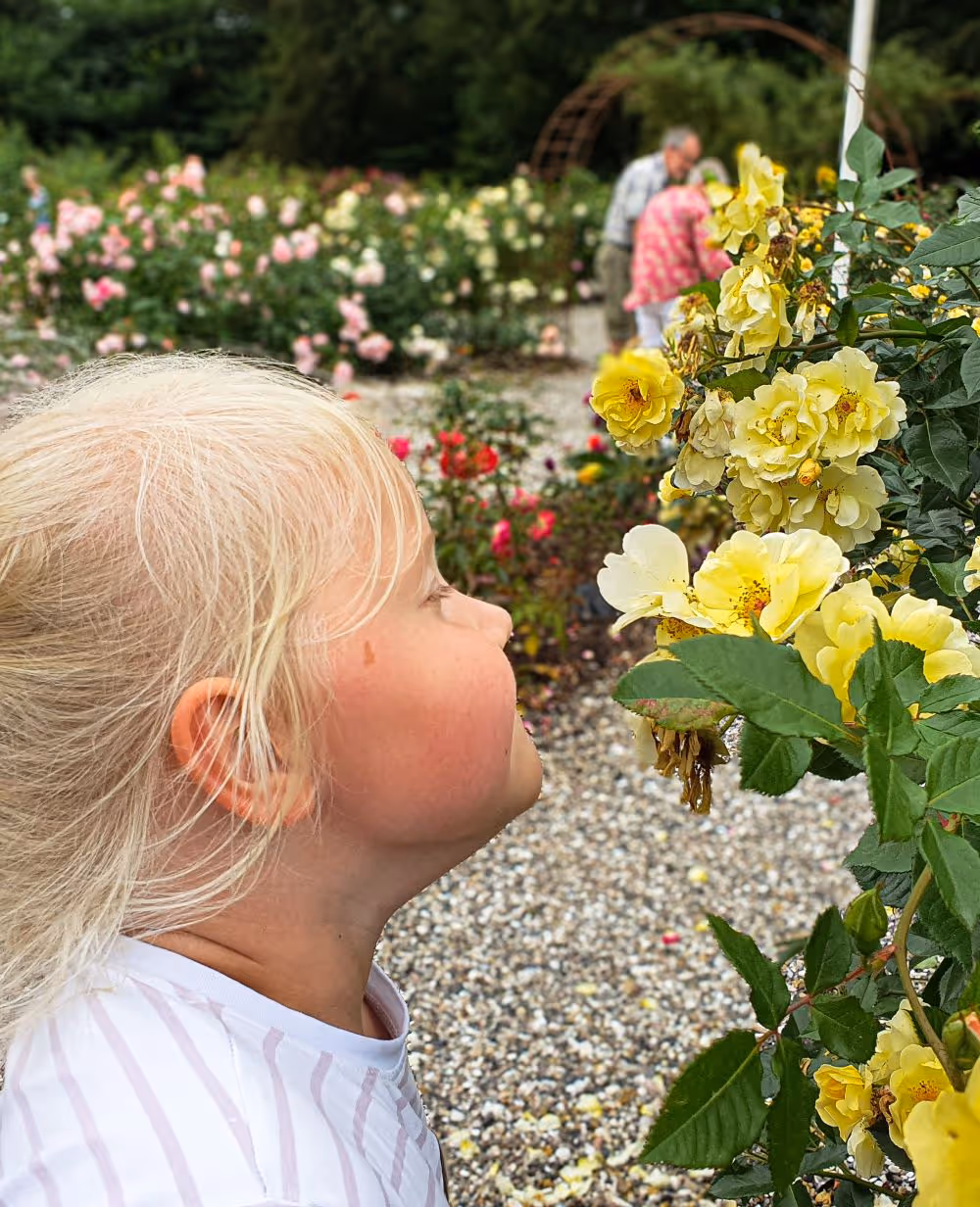 En lyshåret pige dufter til en rose i en rosehave