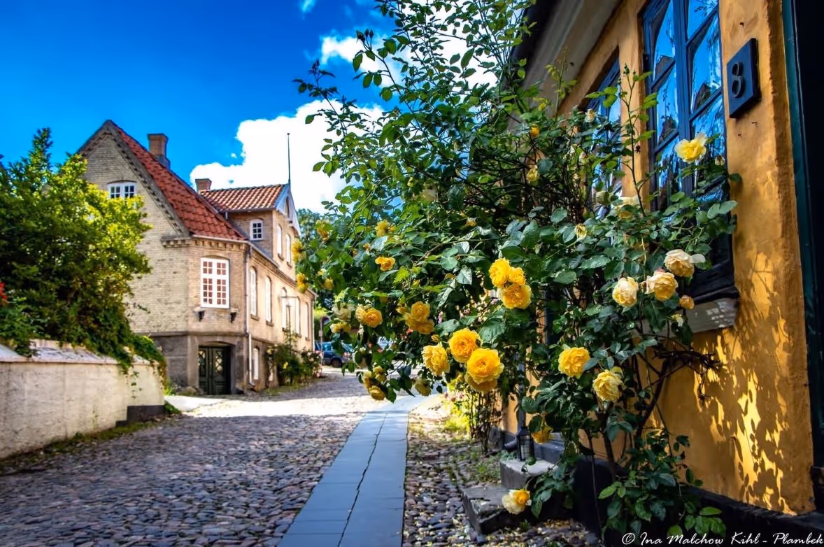 En smal brostensgade omkranset af gule roser.