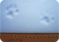 Pegadas de leopardo preservadas em neve fresca