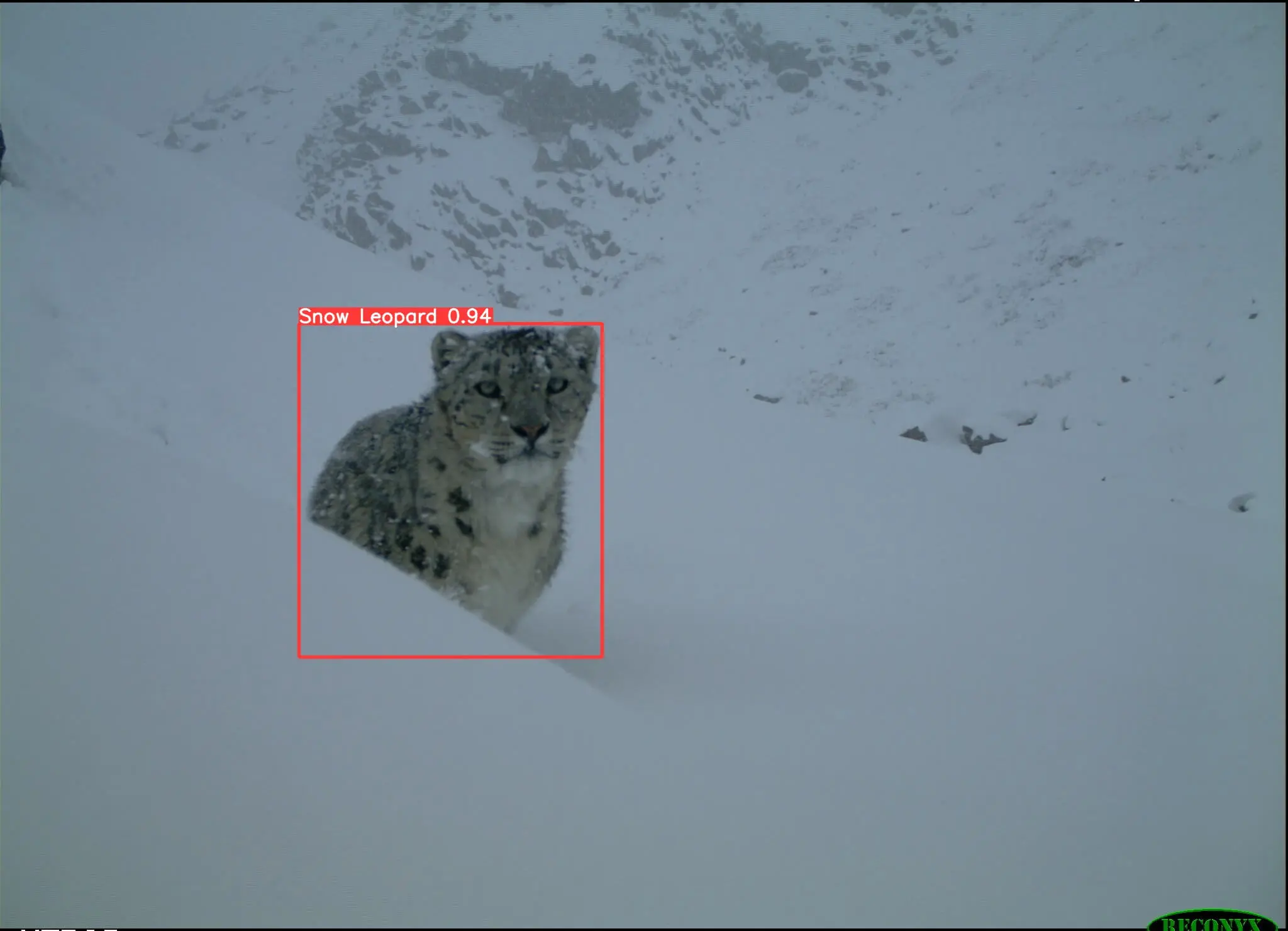 YOLOv5 ile Kar Leoparı Tespiti