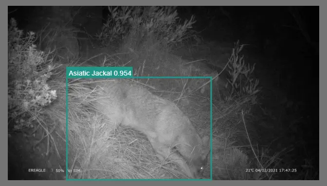 YOLOv5 ile Tespit Edilen Asya Çakalı