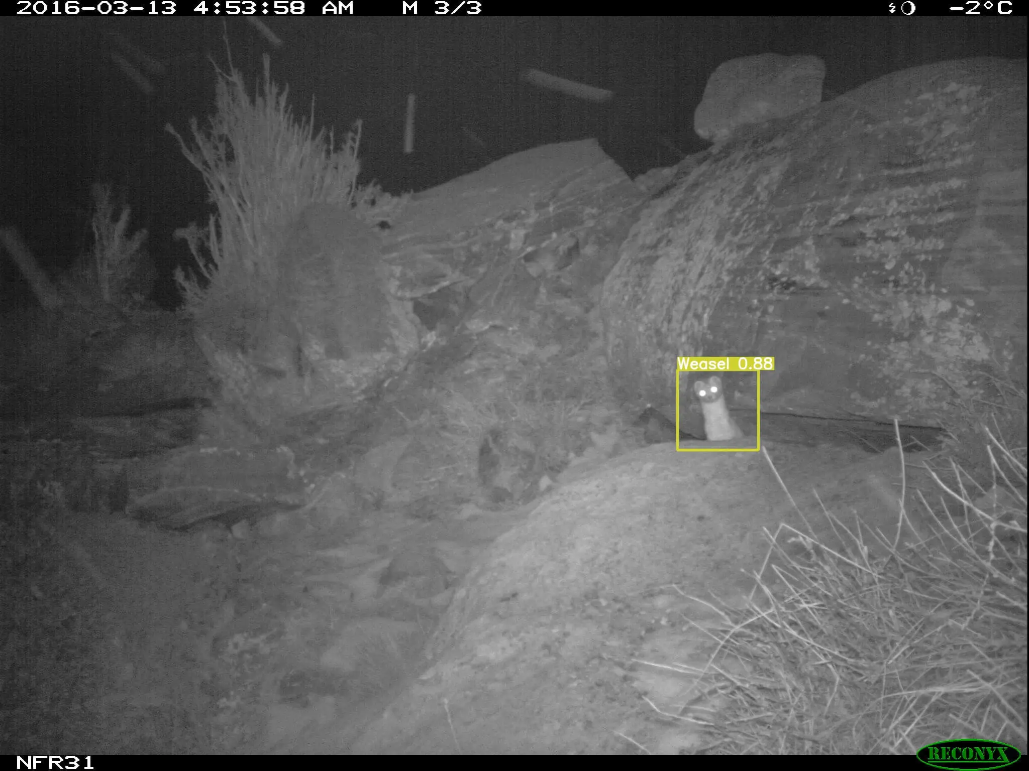 Gelincik YOLOv5 ile Tespit Edildi