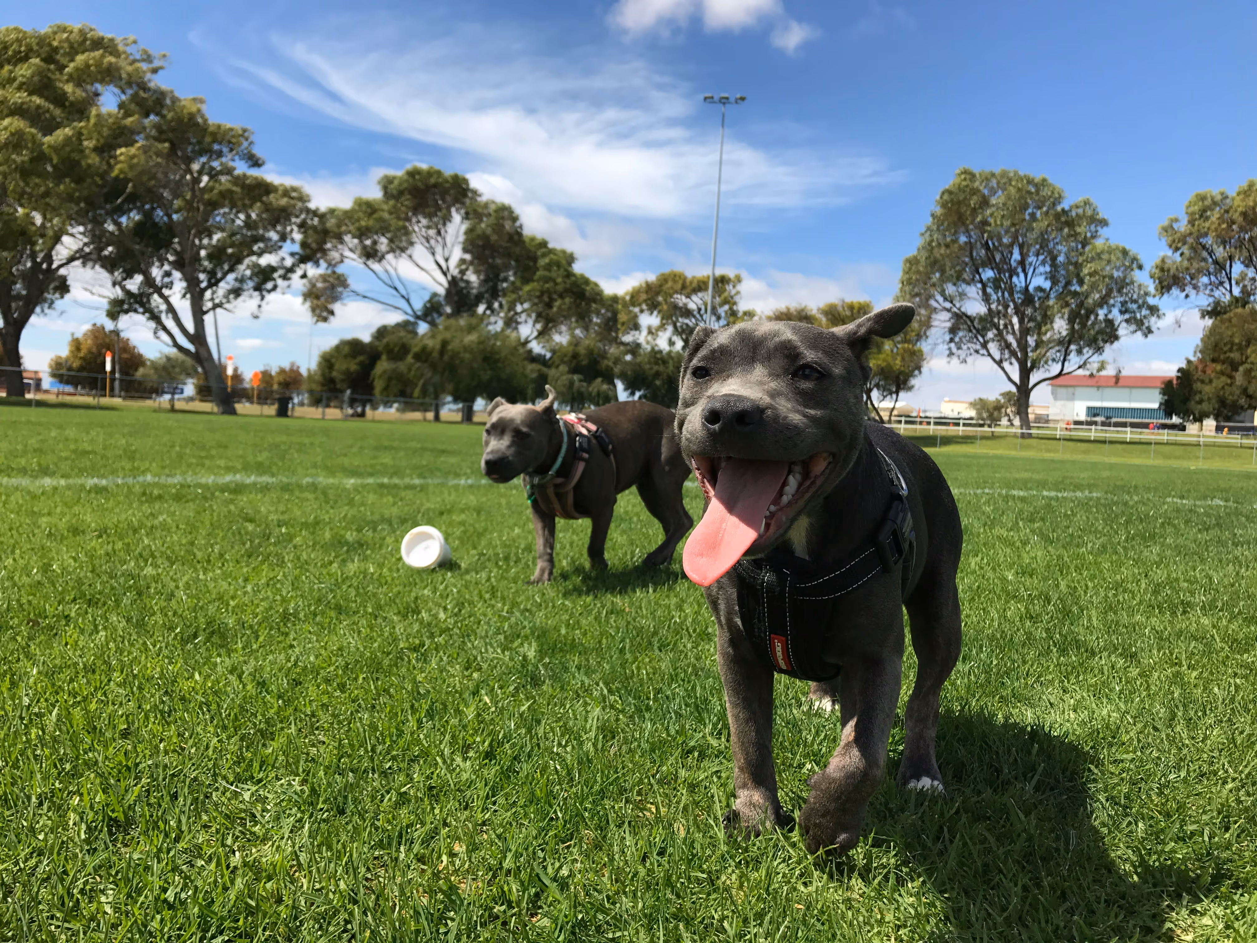 Two dogs running in the dog park
