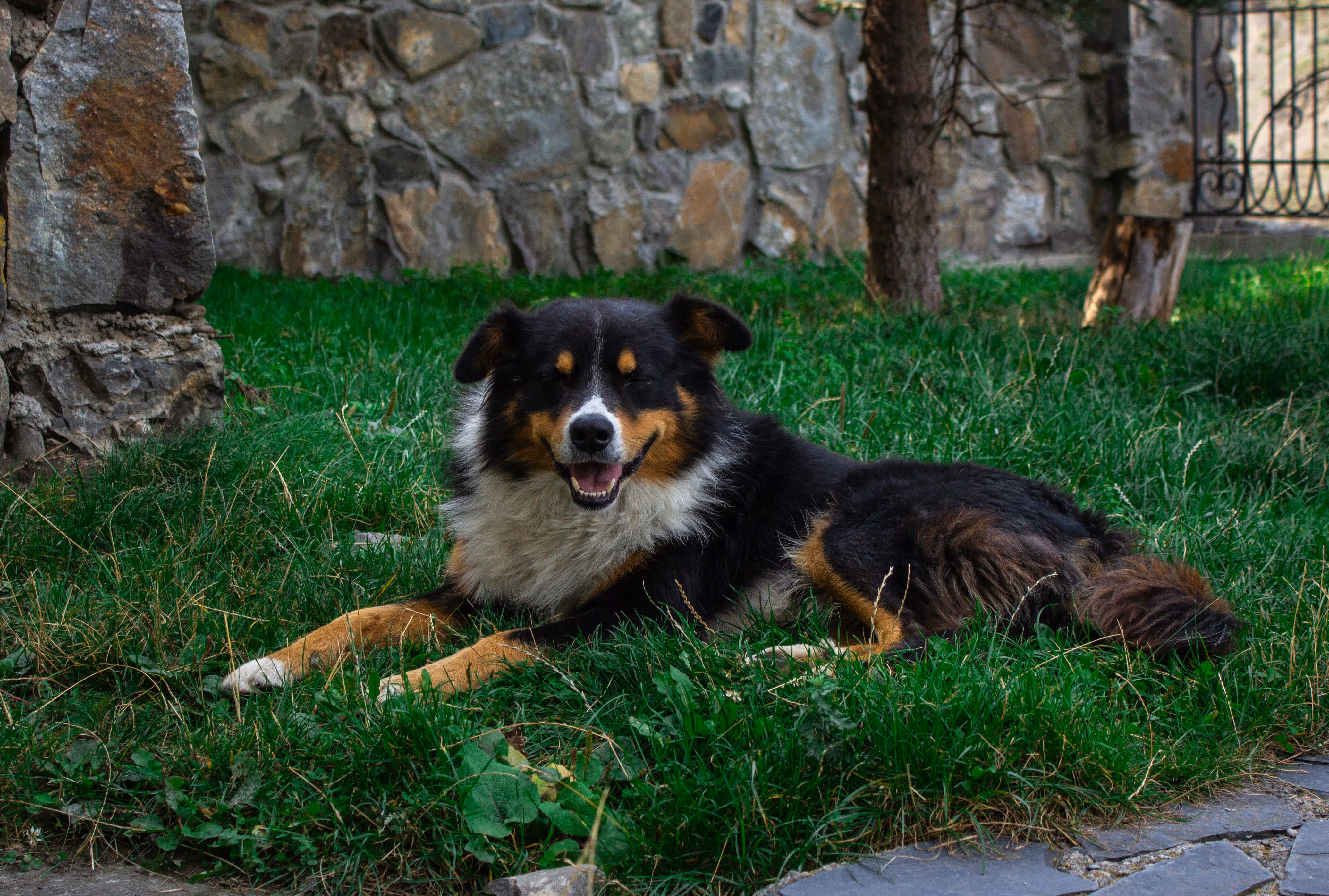 Beautiful dog lying in lawn