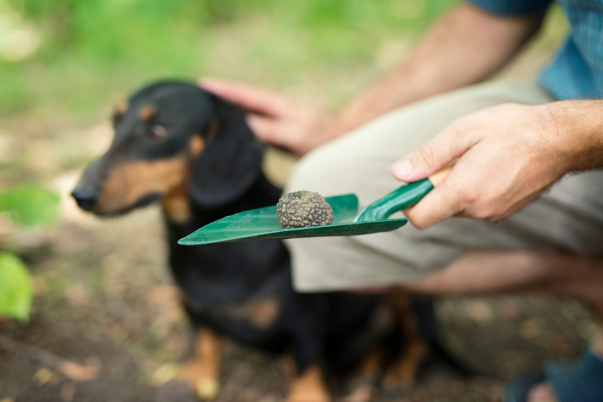 Person wearing a cap and casual clothes using a rake and dustpan to collect debris in a backyard with patchy grass and white fence.