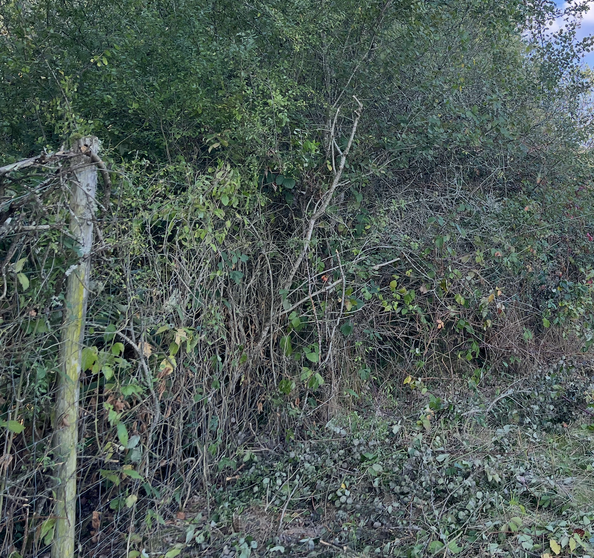 Assainissement, terrassement à Vierzon dans le Cher (18)