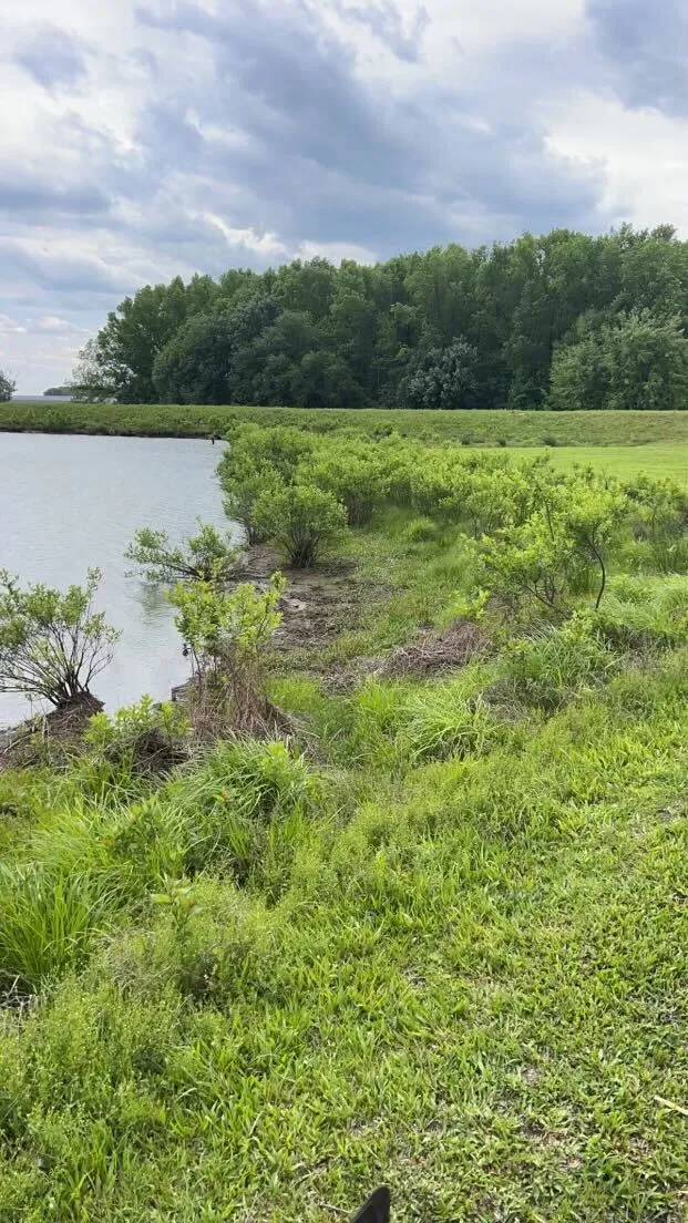 Lush green landscape with lake, grassy shore, and dense forest backdrop
