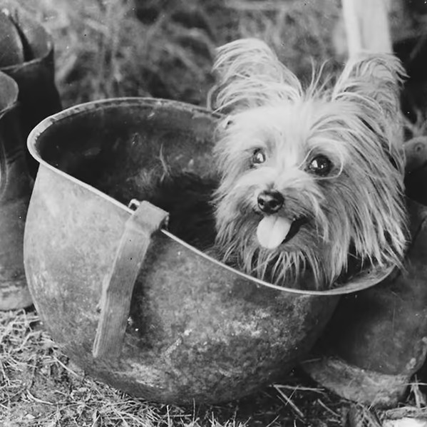 "Smoky," a Yorkshire Terrier, is found in a foxhole in New Guinea and becomes the first documented therapy dog.