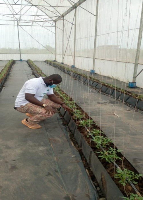 tomatoes1.jpg