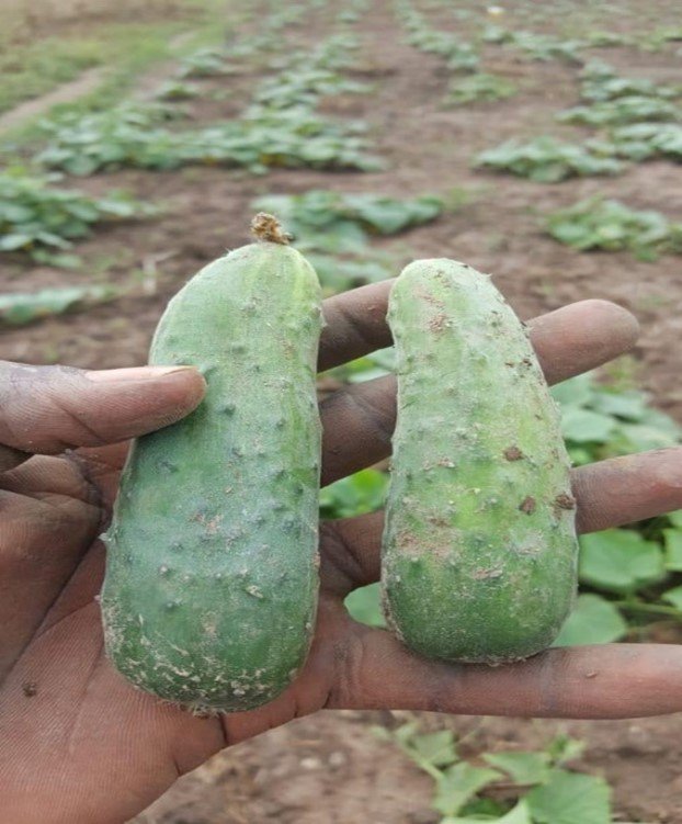 cucumber poinsett.jpg