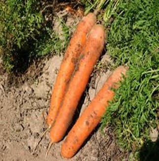 carrot 1.jpg