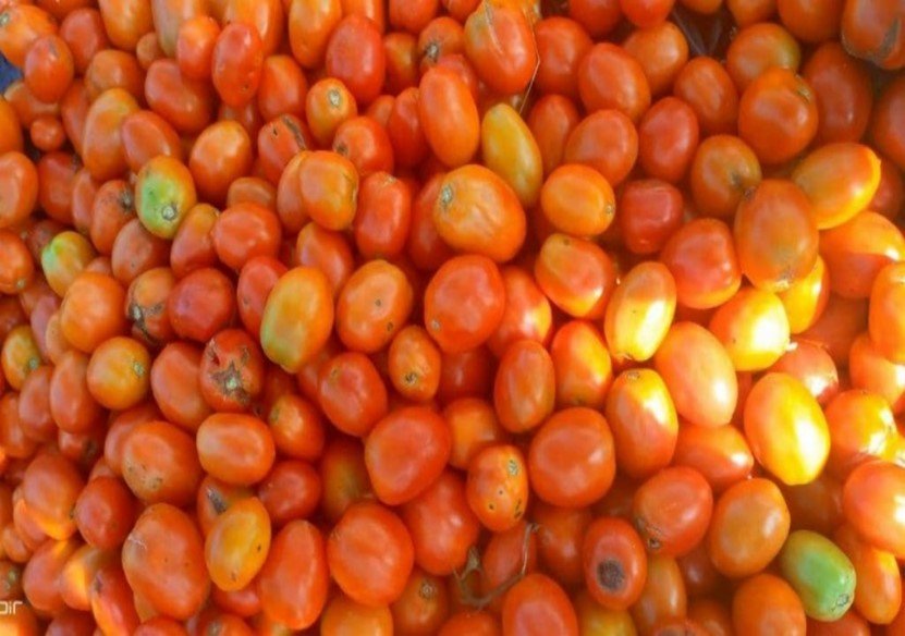 tomatoes.jpg