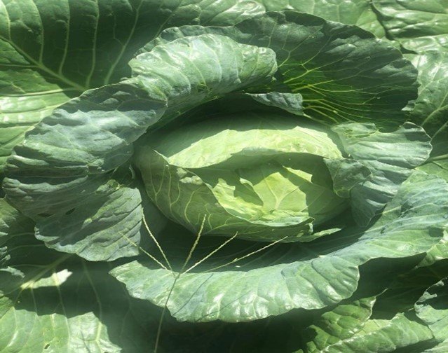 karibo cabbage.jpg
