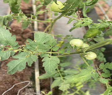 tomato 4.png