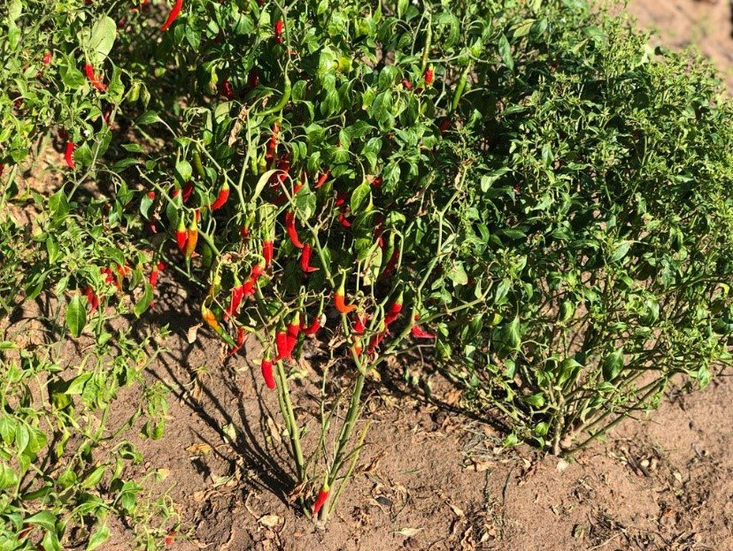 cayenne pepper growing.jpg