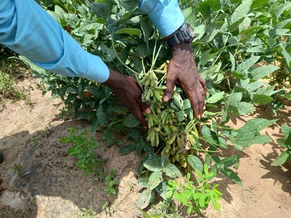 Rizoliq inoculated soybean crop shows increased yields