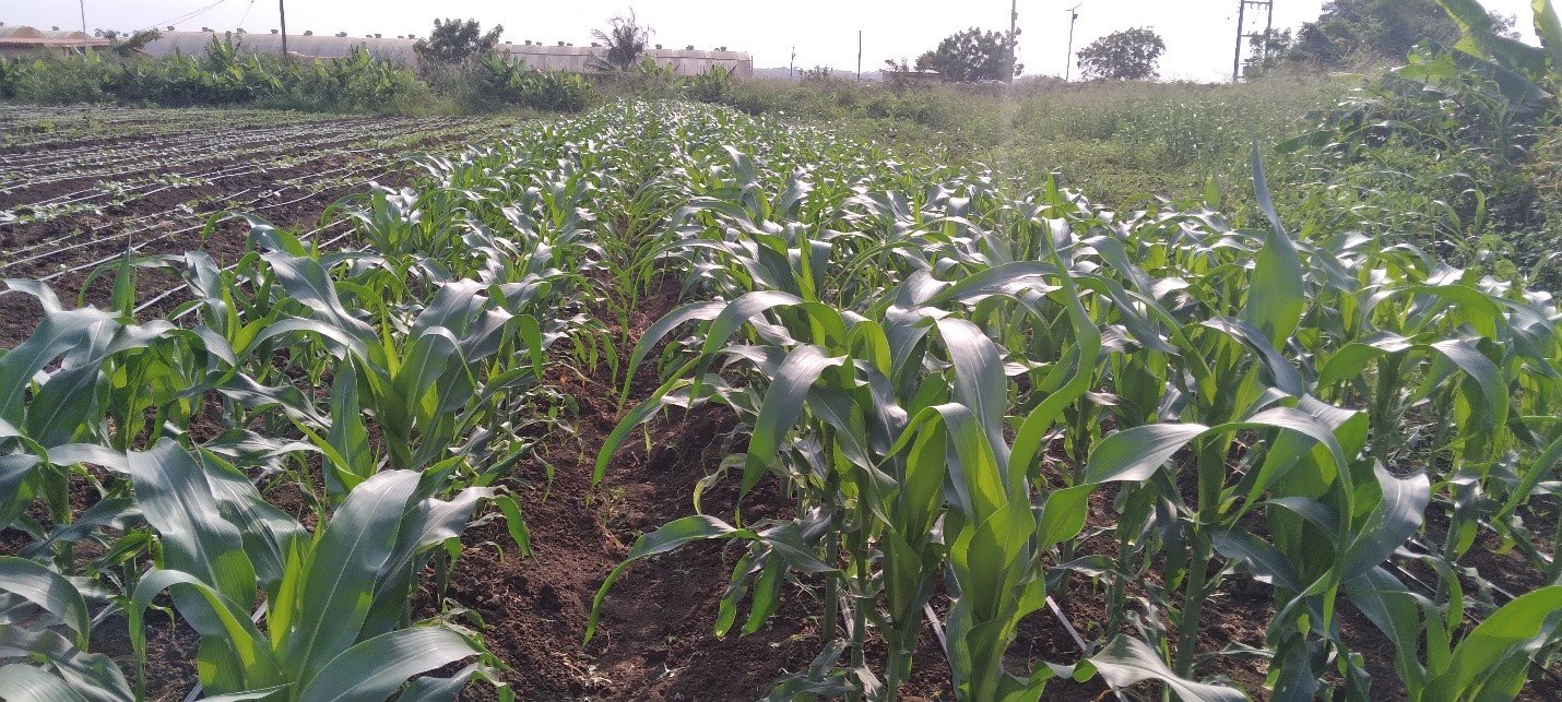 Inoculated sweet corn plants showing increased yields