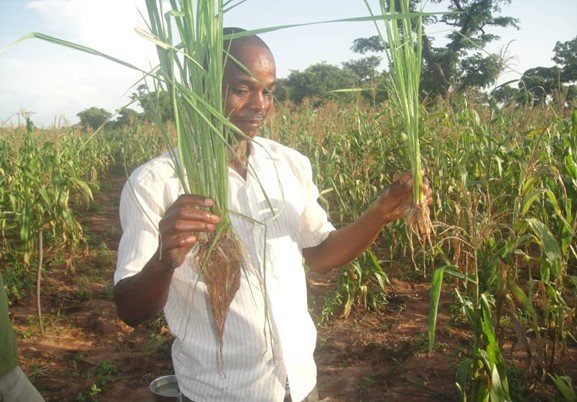 Comparison showing the impact of inoculation on rice seedlings vs. no inoculation